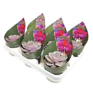 Echeveria 'Perle von Nürnberg'