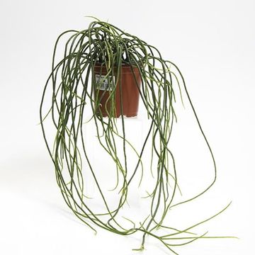 Rhipsalis 'Heidelberg'