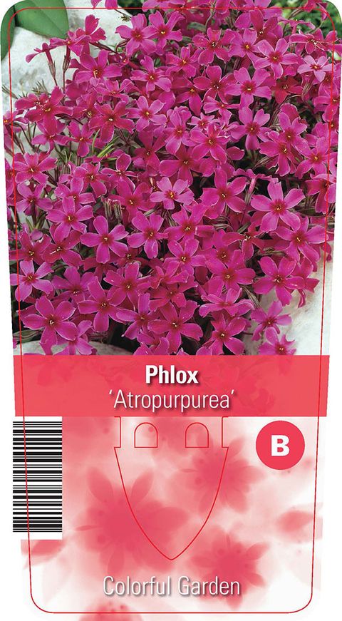 Phlox 'Atropurpurea'