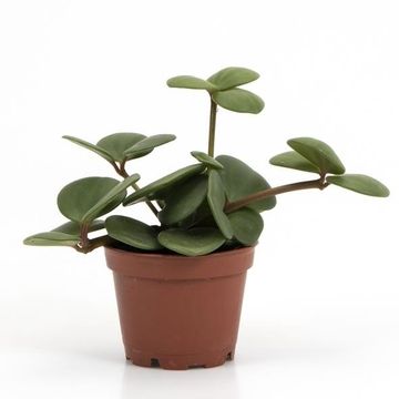 Peperomia rotundifolia