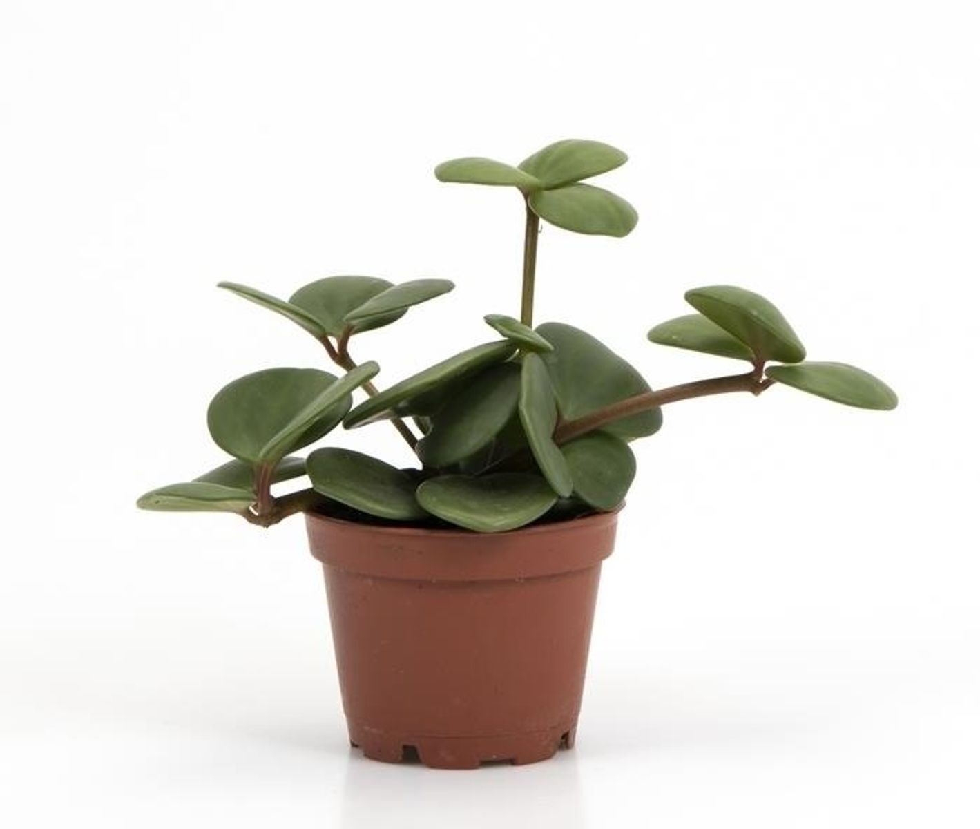 Peperomia rotundifolia — Plant Wholesale FlorAccess