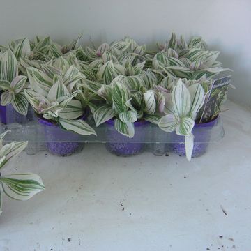 Tradescantia 'Unicorn'