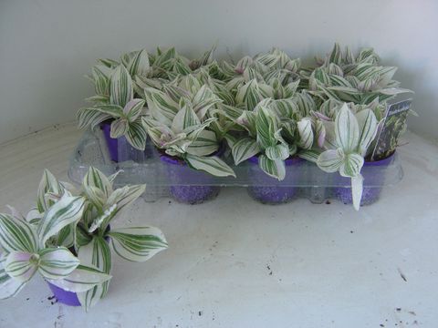 Tradescantia 'Unicorn'