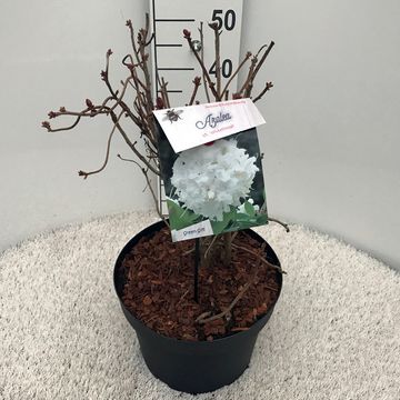 Rhododendron 'Whitethroat' (AK)