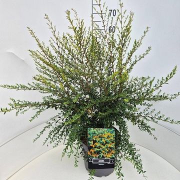 Azara microphylla