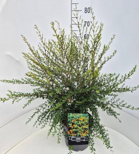 Azara microphylla