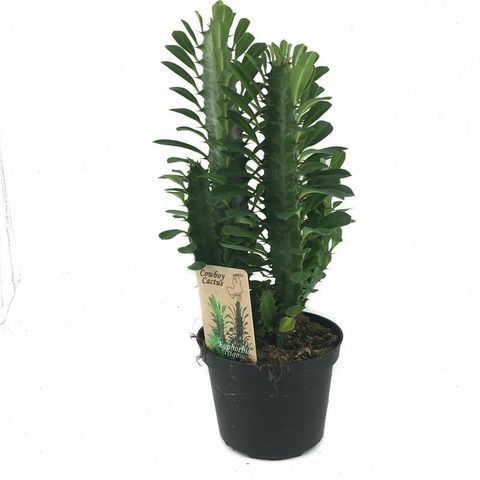 Euphorbia trigona