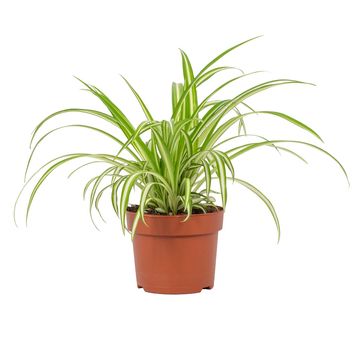 Chlorophytum comosum 'Вариегатум'