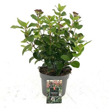 Viburnum tinus 'Lisarose'