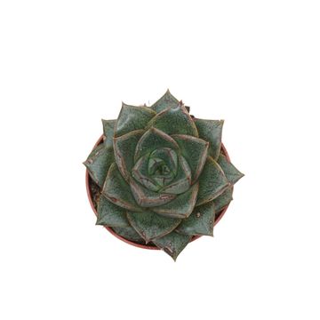 Echeveria chinensis