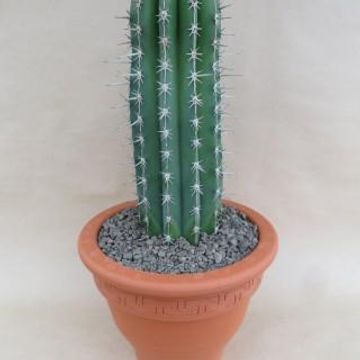 Pachycereus pecten-aboriginum