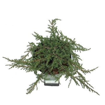 Juniperus communis 'Green Carpet'