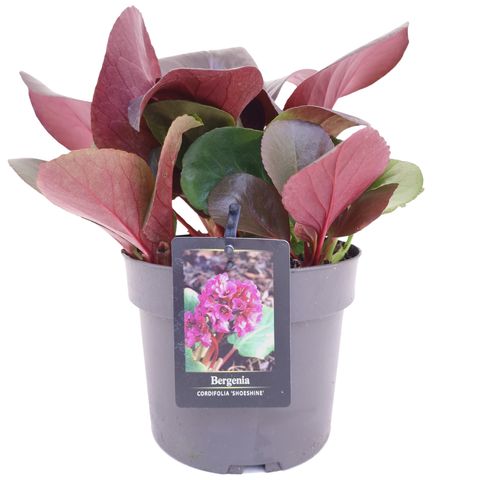 Bergenia cordifolia SHOESHINE ROSE