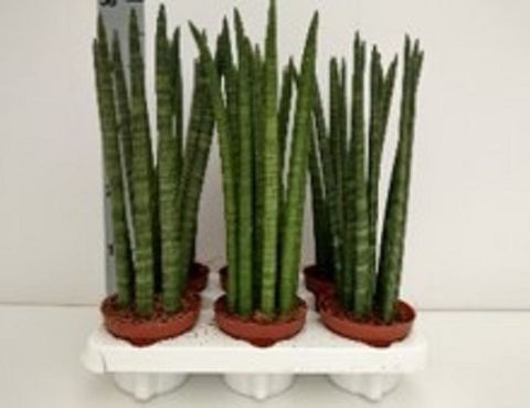 Sansevieria cylindrica