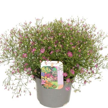Gypsophila muralis 'Gypsy'