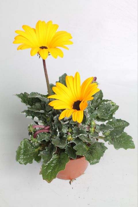 Arctotis OPERA YELLOW