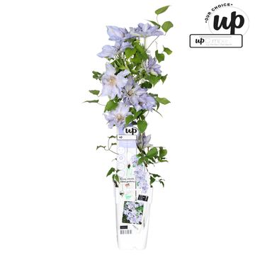 Clematis TRANQUILLITÉ