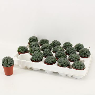 Haworthia cooperi MIX