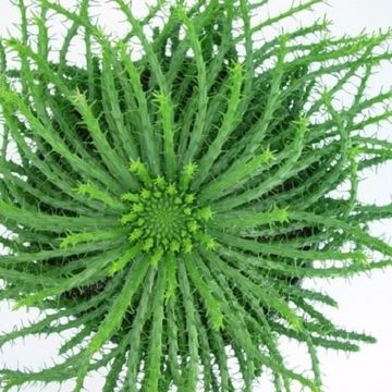 Euphorbia flanaganii