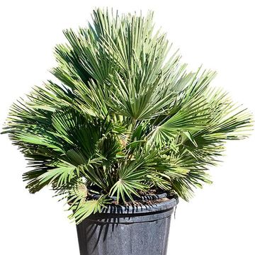 Chamaerops humilis 'Vulcano'