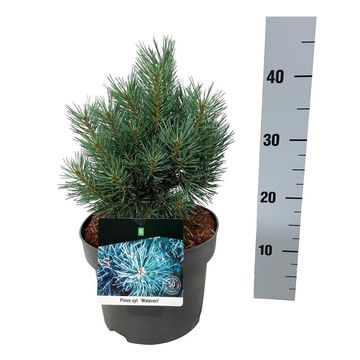 Pinus sylvestris 'Watereri'