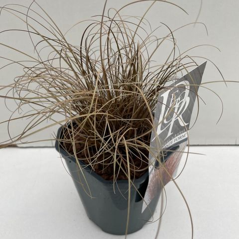 Carex comans 'Bronze Form'