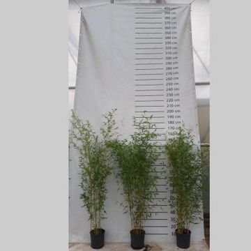 Phyllostachys aureosulcata 'Spectabilis'