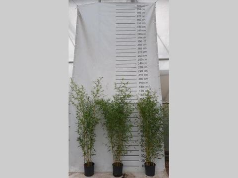 Phyllostachys aureosulcata 'Spectabilis'