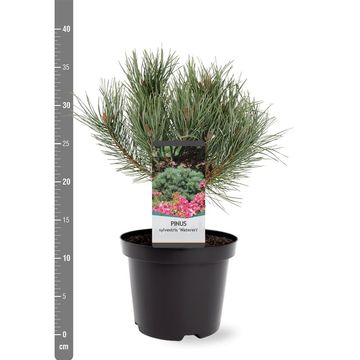 Pinus sylvestris 'Watereri'