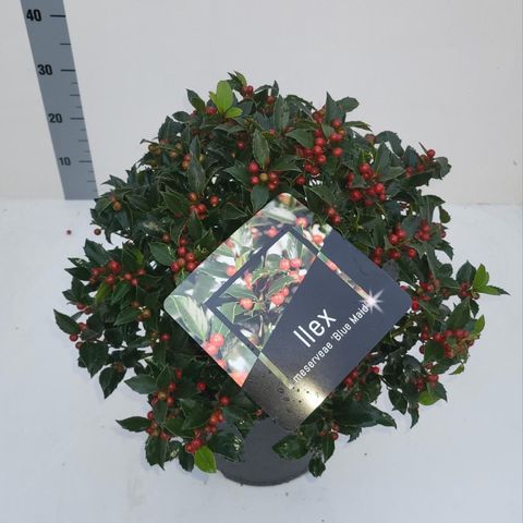 Ilex x meserveae 'Blue Maid'