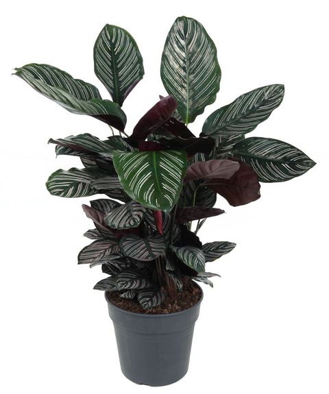 Calathea ornata