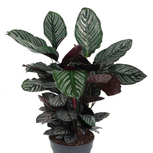 Calathea ornata