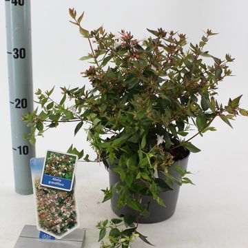 Abelia x grandiflora