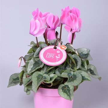 Cyclamen persicum SUPER SERIE REMBRANDT MIX