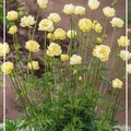 Trollius 'New Moon'