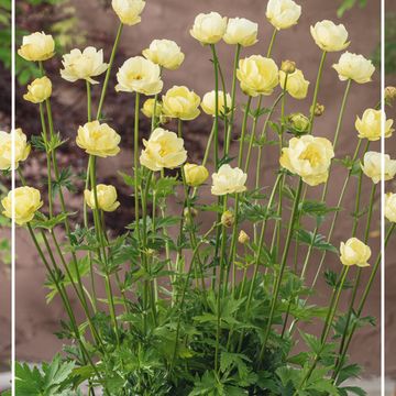Trollius 'New Moon'