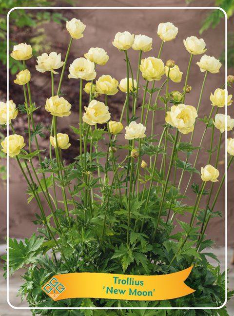 Trollius 'New Moon'