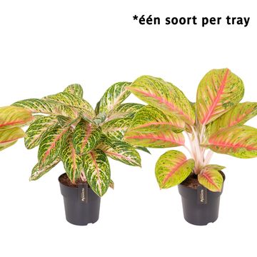 Aglaonema 'Pink Surprise'