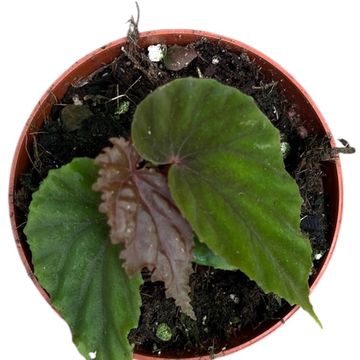 Begonia 'Black Blood'