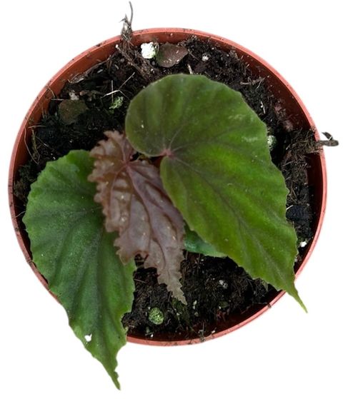 Begonia 'Black Blood'