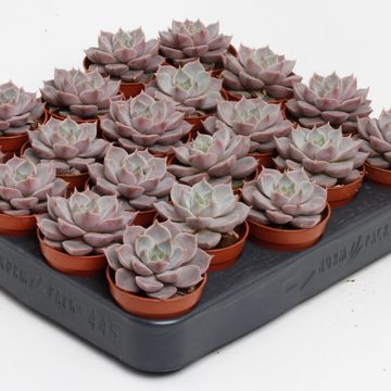 Echeveria 'Lola'