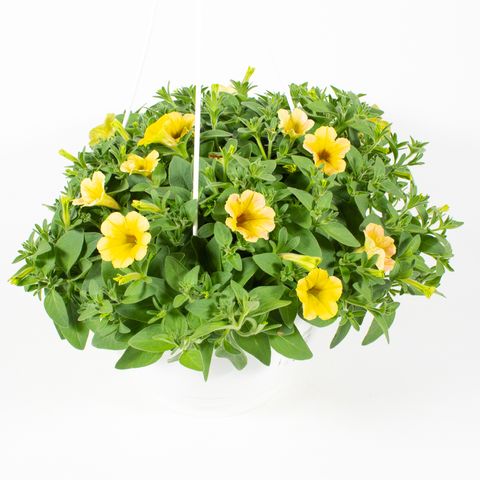 Petunia CASCADIAS INDIAN SUMMER