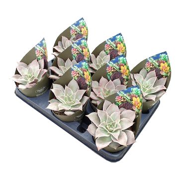 Echeveria 'Madiba'
