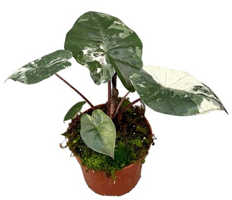 Alocasia 'Yucatan Princess Variegata' — Plant Wholesale