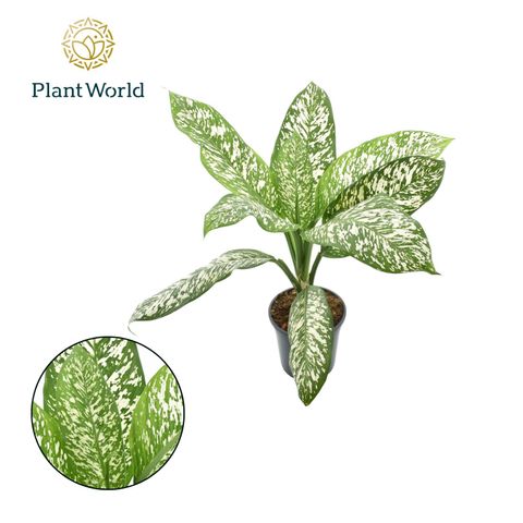 Dieffenbachia 'White Etna'