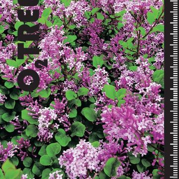 Syringa meyeri 'Palibin'
