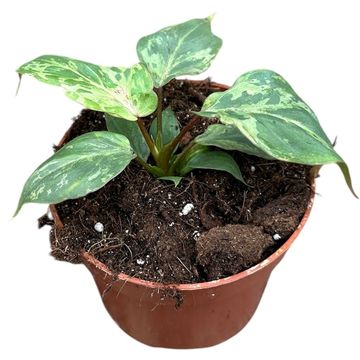 Philodendron gloriosum 'Snow Leopard'