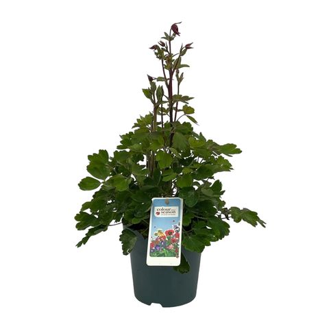 Aquilegia vulgaris WINKY BLUE WHITE