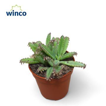 Kalanchoe daigremontiana