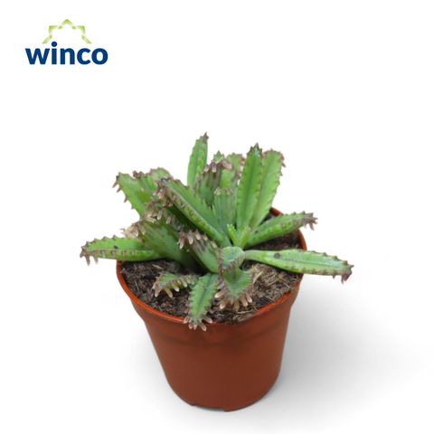 Kalanchoe daigremontiana